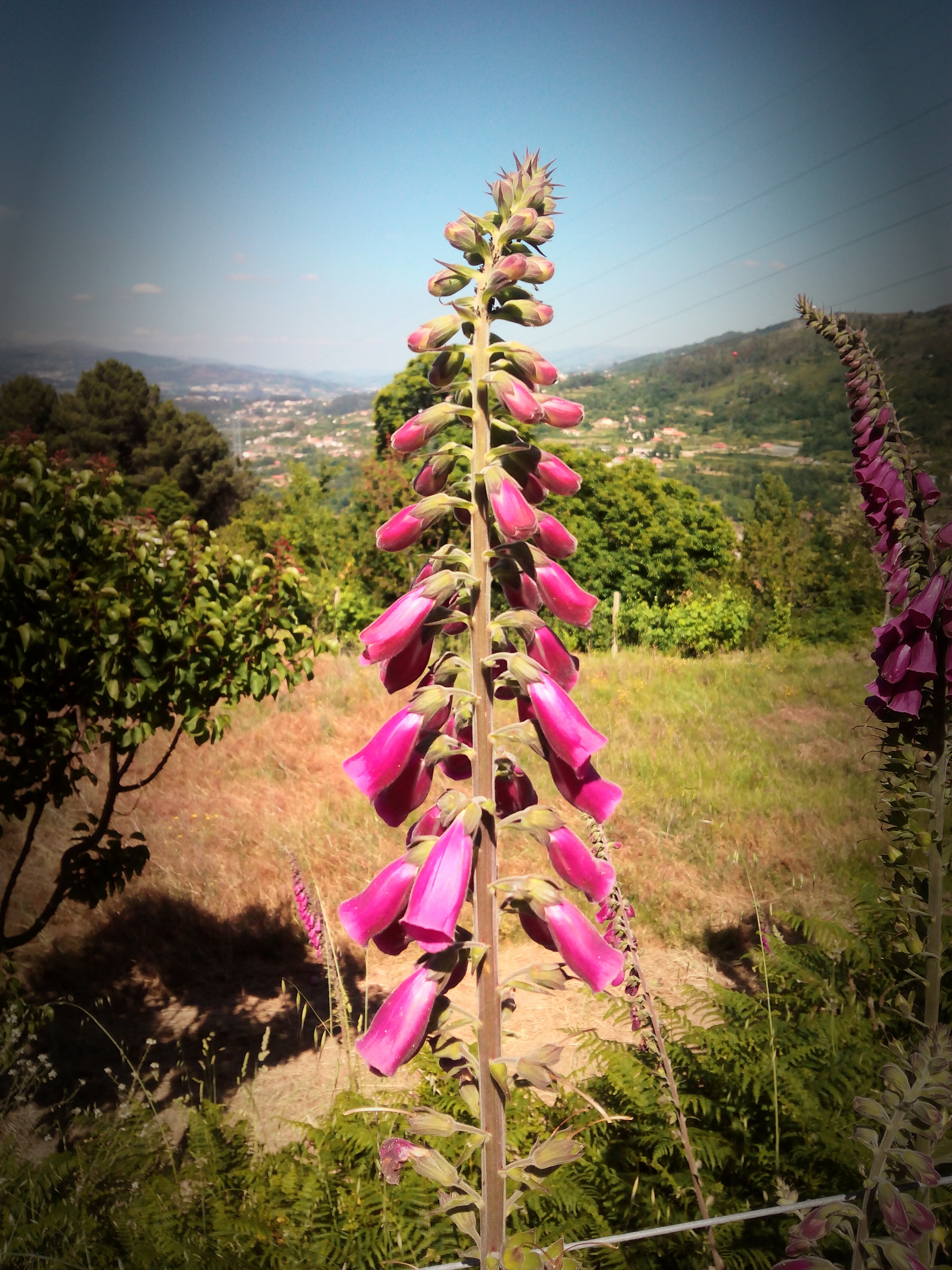 digitalis purpurea